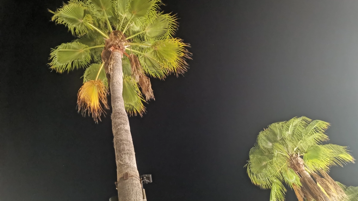 Забудьте про Таиланд и Турцию: уникальный курорт в России с горячими источниками и пальмами