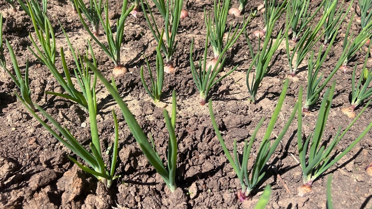 Лук без стрелок и болезней: как по науке сажать севок весной 2026 года