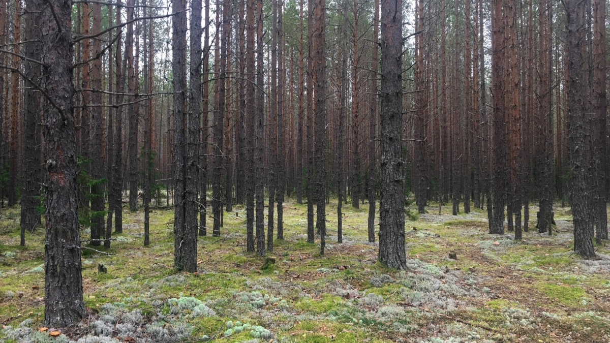 Жители Коми начинают оформлять разрешения на охоту на медведя 