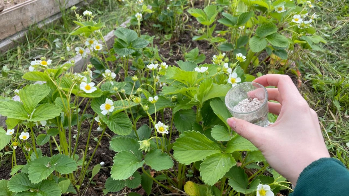 1 ст. л. на 10 л воды — и клубника усыпана завязями. Важная подкормка в период цветения — ягод будет столько, что некуда девать