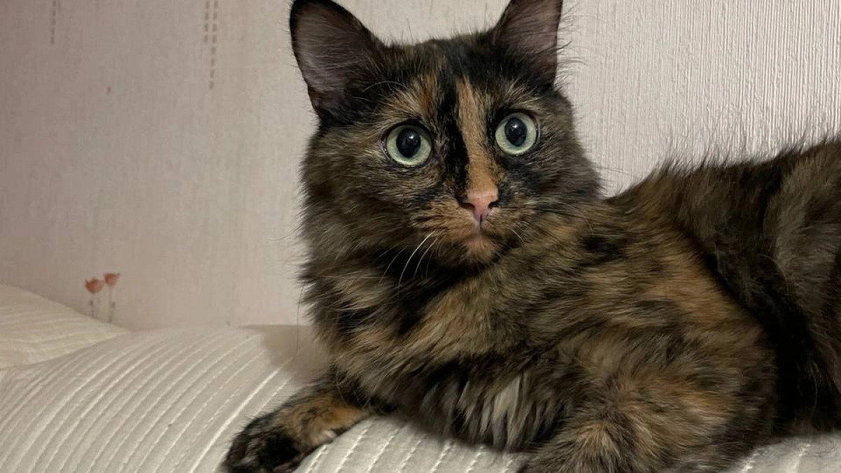 Каких людей не переносят кошки: 6 признаков кошачьей антипатии