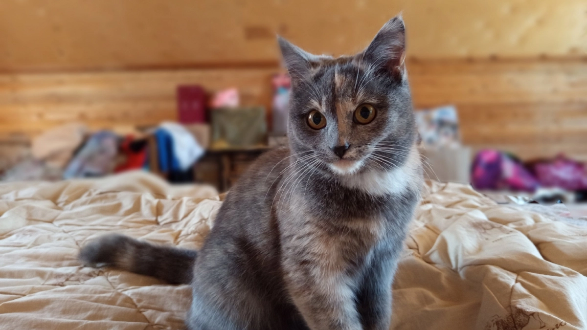 Шесть подопечных приюта "Кошки за окошком" обрели владельцев по итогам благотворительного фестиваля в Коми