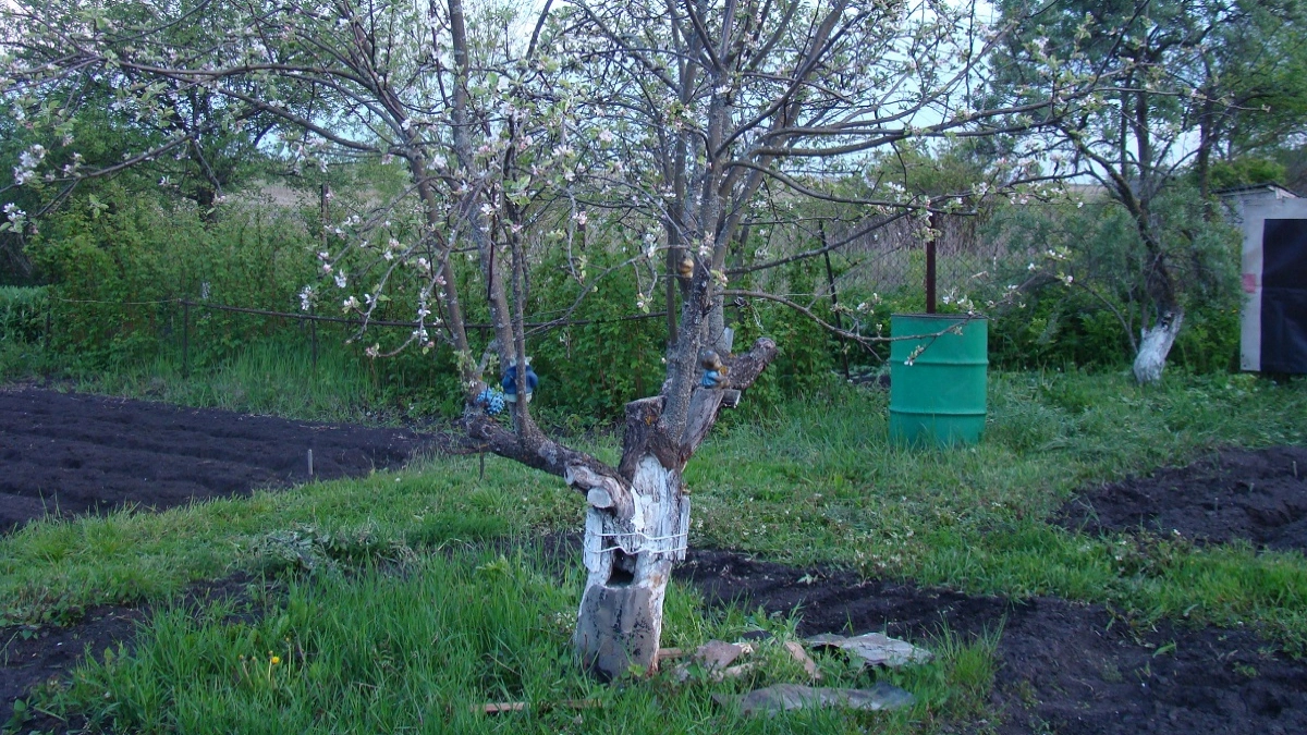 Чем нужно обработать яблони, вишни и груши, если почки уже проснулись: только рабочие методы