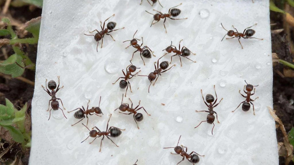 Муравьи ушли сами благодаря простому способу: соседи не верили, пока не увидели пустой муравейник