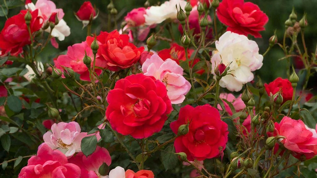 До начала цветения розам — обязательно: 10 граммов на стакан воды — и бутонов больше, чем песка в море