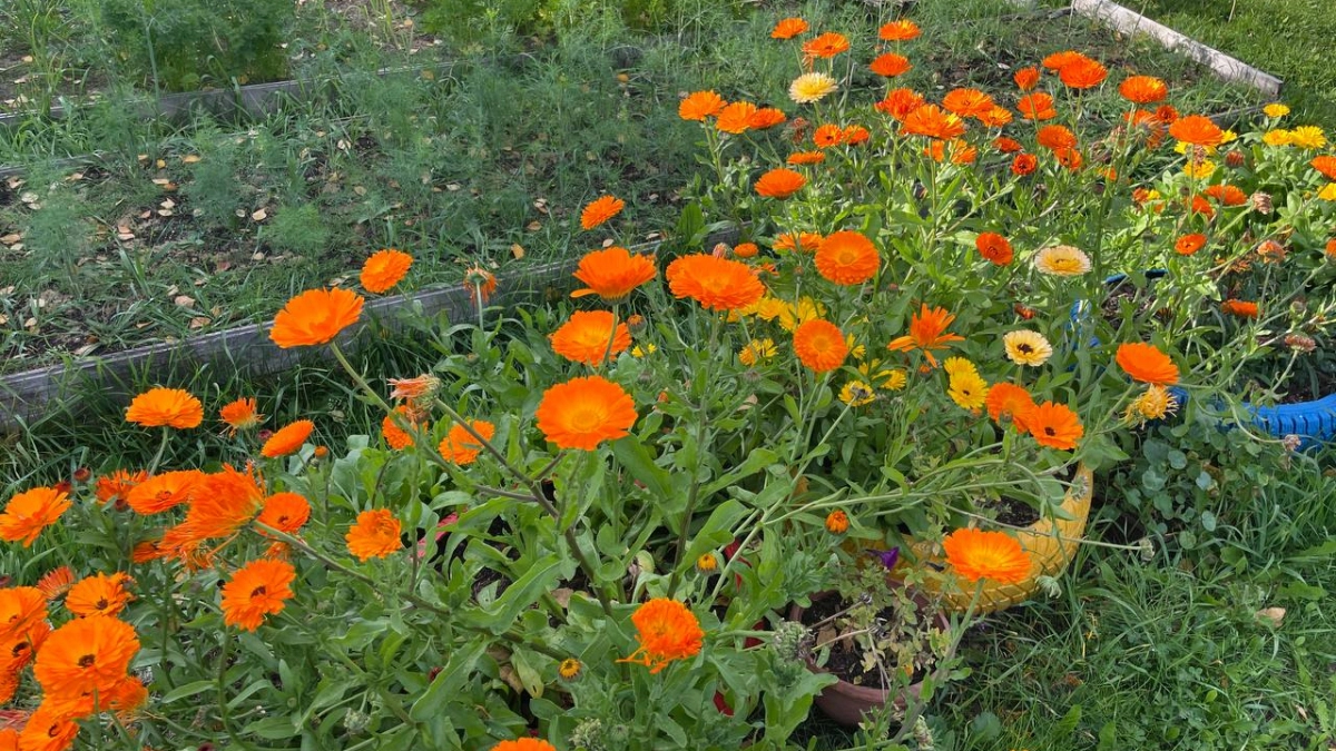 Цветы для ленивых: посадил и забыл. В моём саду они растут сами — без ухода, полива и удобрений. Красота без хлопот