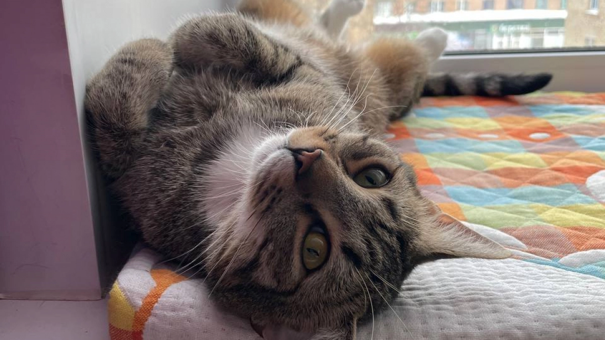 Пять простых действий, которые реально продлевают жизнь кошки на годы - без лишних трат и сложностей