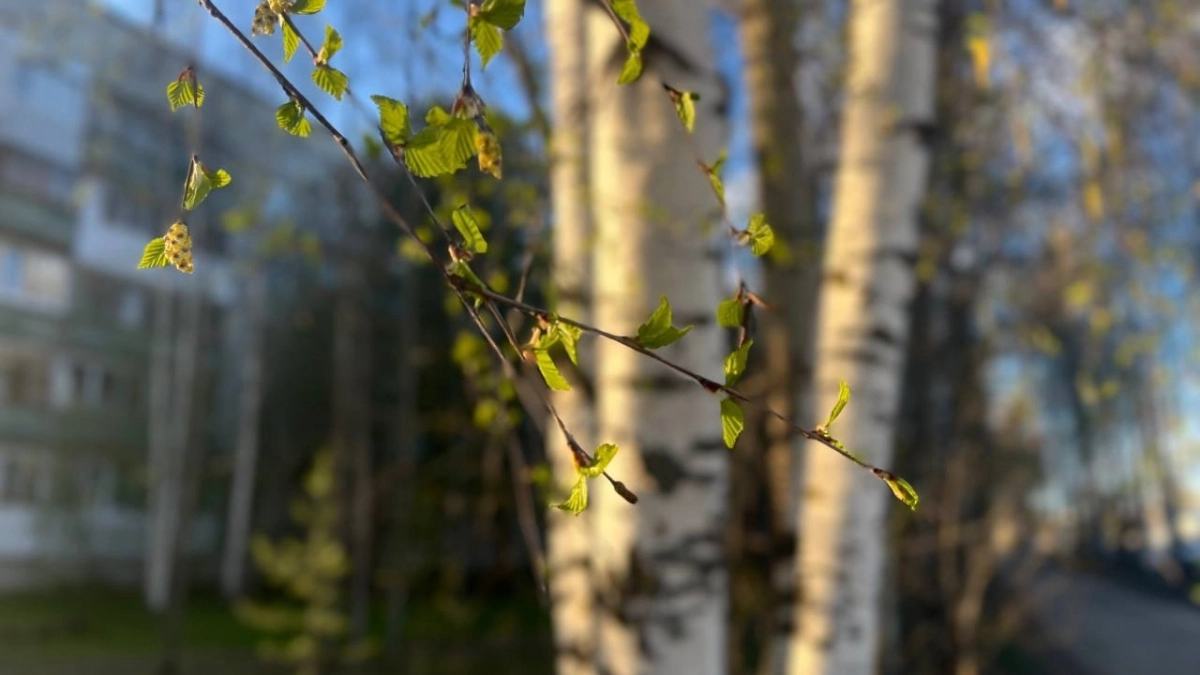 Синоптики предупредили о температурных качелях в Республике Коми 17 апреля 