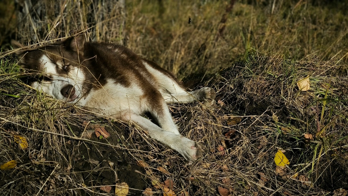 Жители Коми могут столкнуться с жесткими правилами для владельцев домашних животных уже в апреле