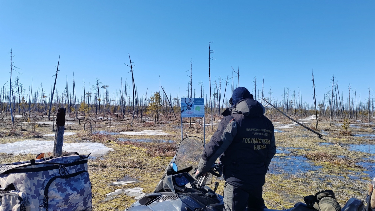 В Коми фотоловушки зафиксировали редких животных в заказнике “Дзервад”