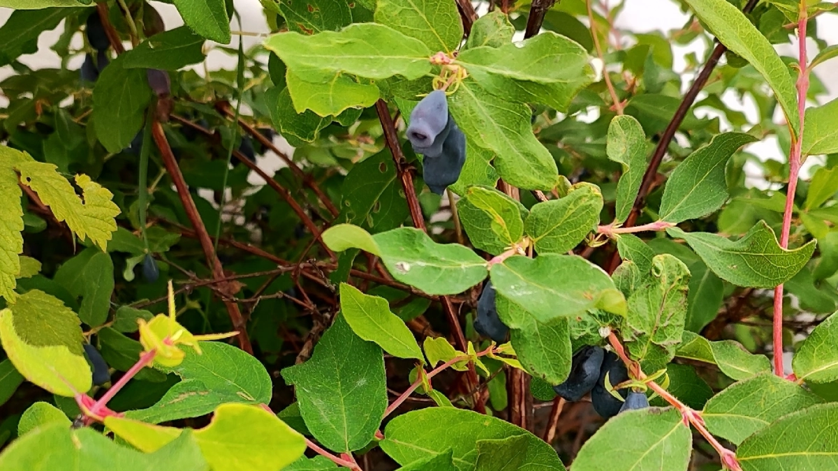 Не ждите мая для старта: ошибки весеннего ухода, которые делают сладкую жимолость кислой