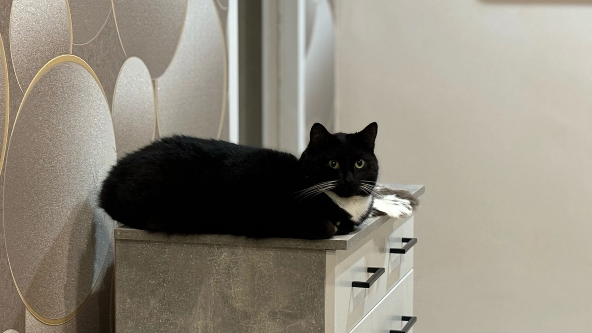 Какие 3 запаха для кошек являются непереносимой вонью - запомните, чтобы не мучить питомца