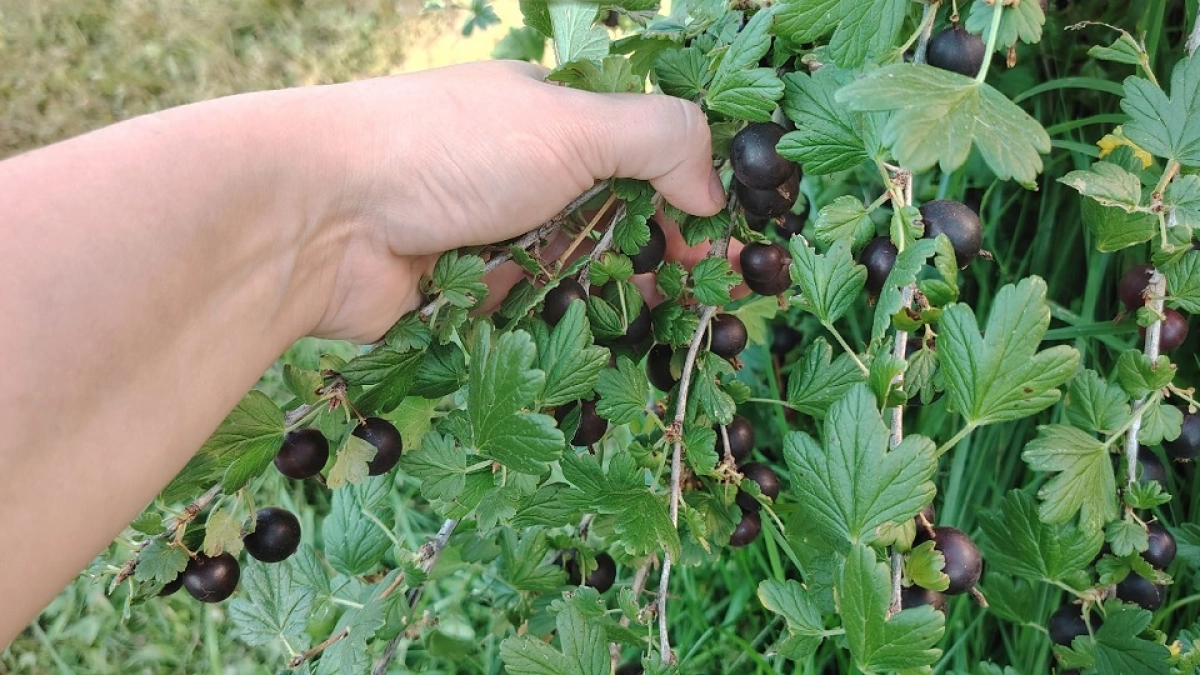 Важные обработки для смородины в апреле: избавит от вредителей и сохранит урожай