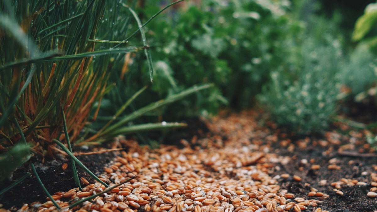 Миска крупы вместо 10 килограммов удобрения: бросаем даже на тающий снег - в мае земля приятнее шелка