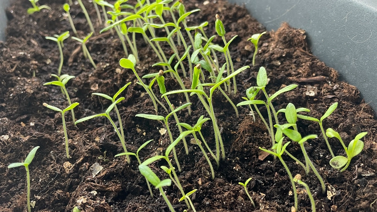 1 хитрость после петельки всходов — и рассада томатов не вытягивается даже на тёплом подоконнике