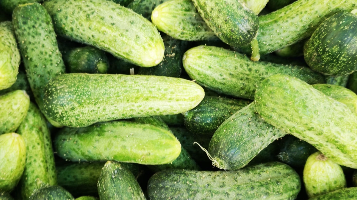 Дачники, это не огурцы, а конвейер по производству зеленцов: 3 классных сорта для вас