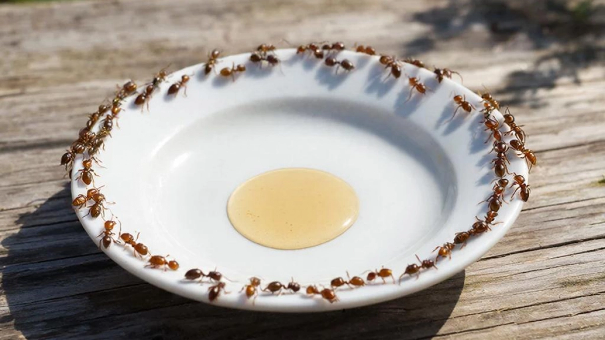 Ловчий пояс не спасает от тли, нашёл замену: 2 ингредиента, 5 минут работы — и муравьи обходят участок стороной