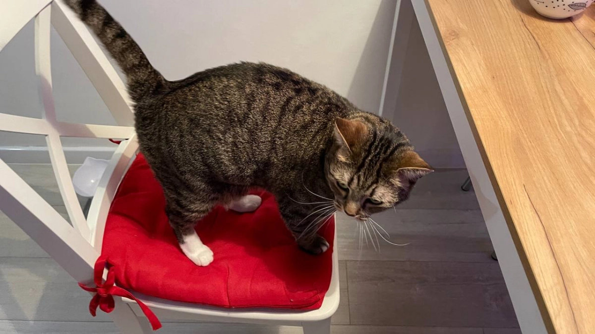 Почему у одних дома пахнет кошками, а у других нет — 5 причин и способы их устранения