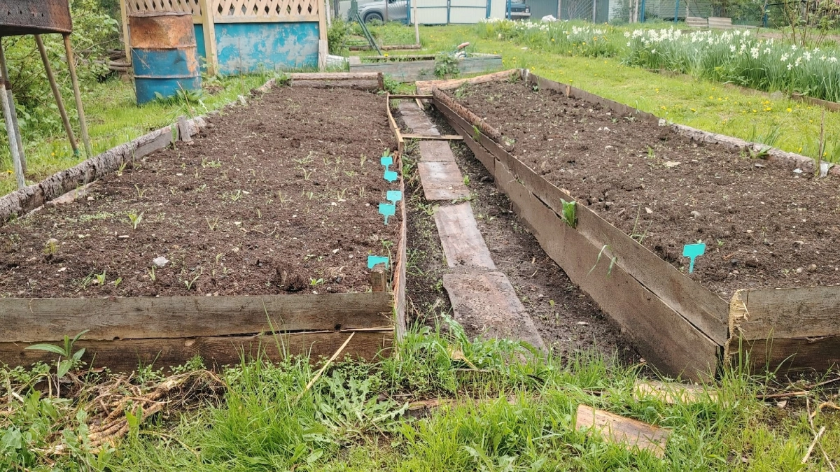 Копать грядки как раньше уже не модно: опытные дачники в 2026 нашли варианты удобнее и экологичнее