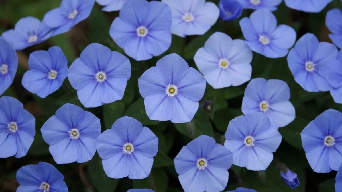 Посадите в апреле — и в июне участок покроется нежно-голубым бисером. Этому  цветку не нужны ни полив, ни подкормки