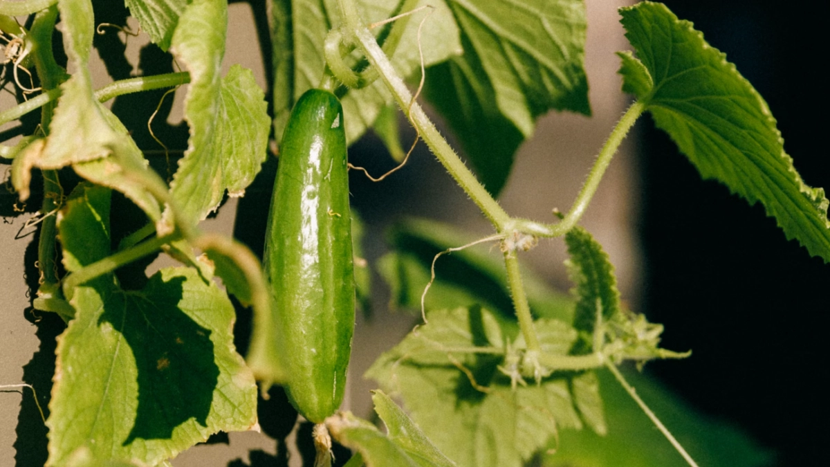 Огурцы, которым плевать на погоду: 3 лучших сорта, которые дают урожай до заморозков