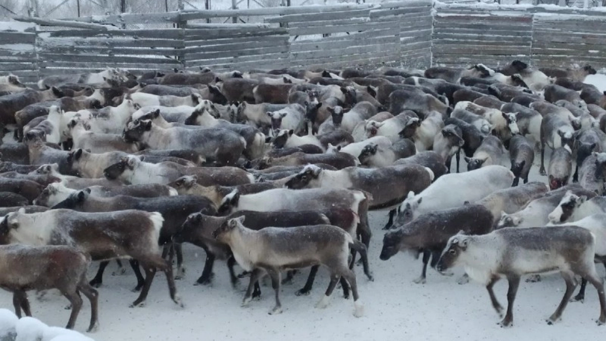 Производство оленины для жителей Коми увеличат на 5,5 тысяч голов