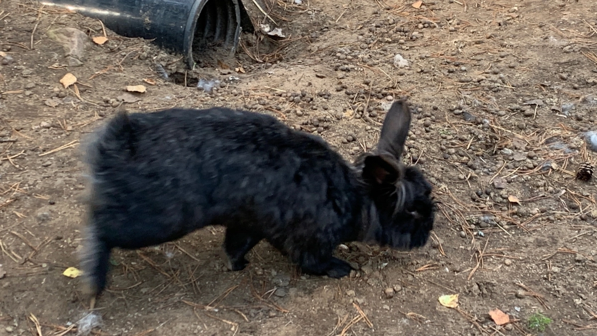 В Коми бродячие собаки растерзали полсотни кроликов