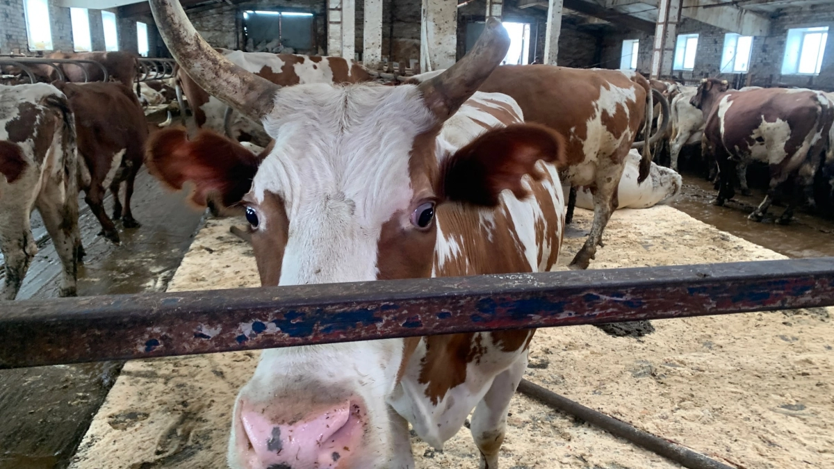 В Коми ввели карантин после подтверждения гибели телят от эмкара