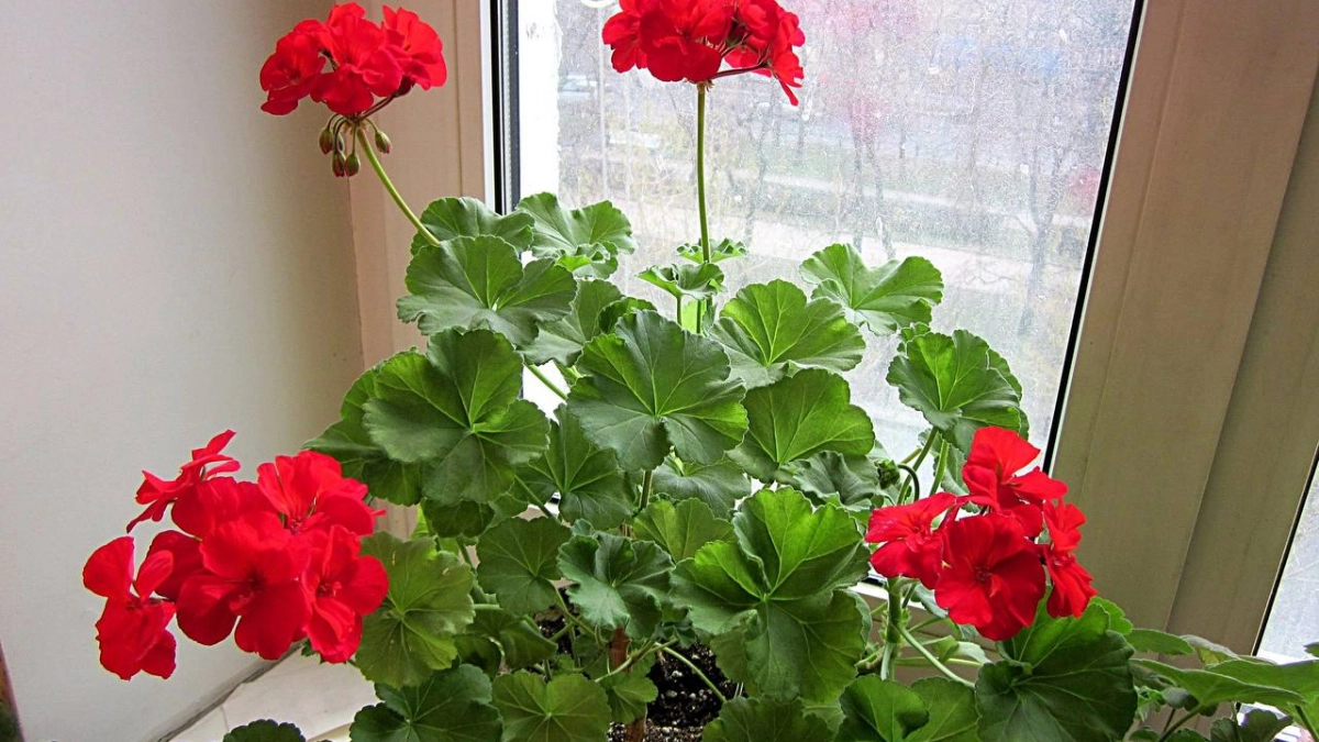 Герань об этом «умоляет», а вы не слышите: 3 обязательные процедуры для пеларгонии после начала цветения