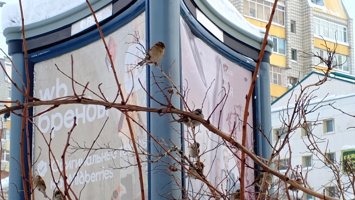 Неравномерная весна: в Коми ожидается резкий контраст погоды 22 апреля