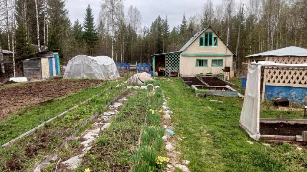 Как мы своими руками уничтожаем главных "телохранителей": кто на самом деле защищает ваш участок от клещей