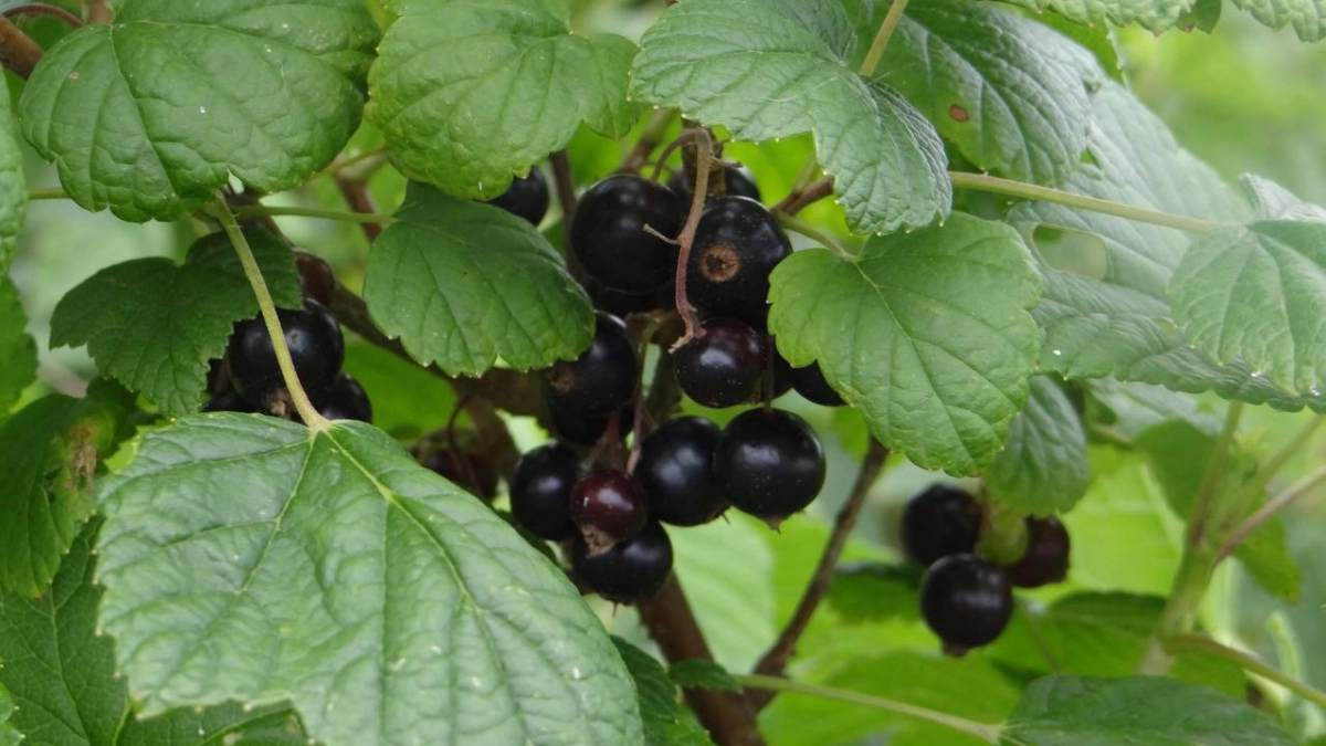 2 ложки на ведро – и смородина весь сезон будет как с картинки: куст чист от тли, гусениц и мучнистой росы 