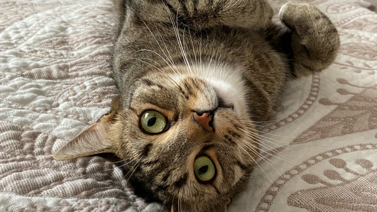 Как ветеринары за 5 минут узнают возраст кошки: проверьте своего питомца