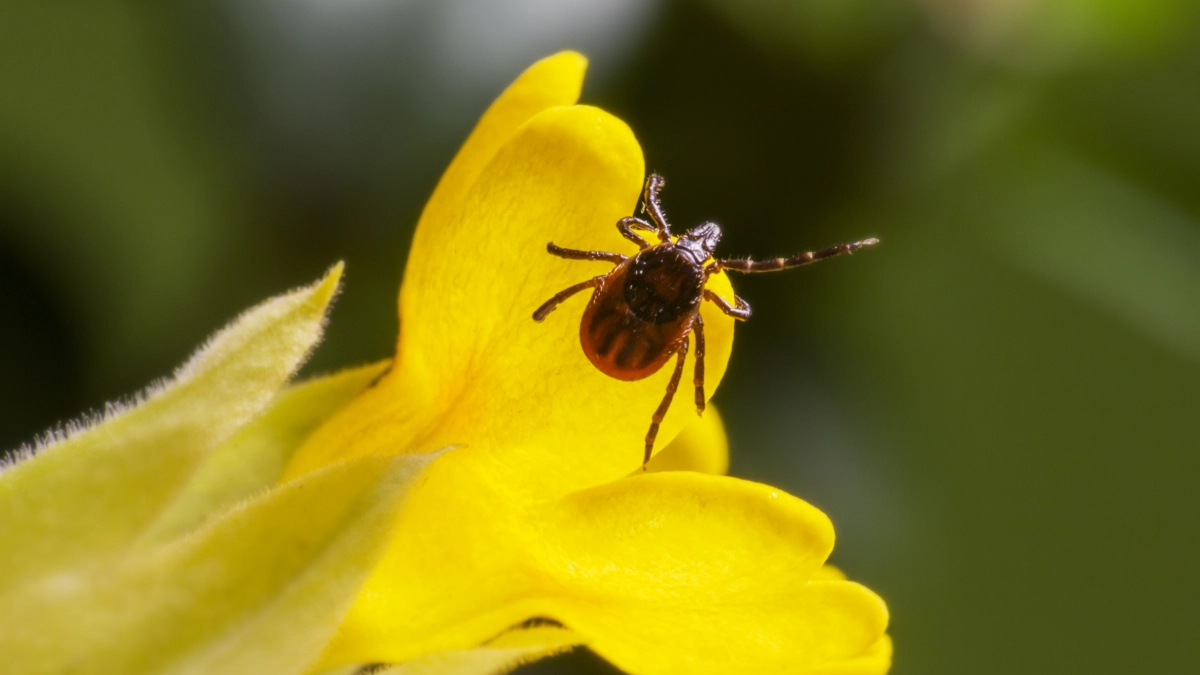 Высадила на даче "зелёный спецназ": три растения, после которых клещи обходят дачу стороной - хватит травить участок химией