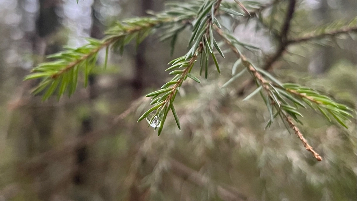 Погода в Коми 24 апреля: весеннее тепло возвращается в регион вместе с легкими дождями