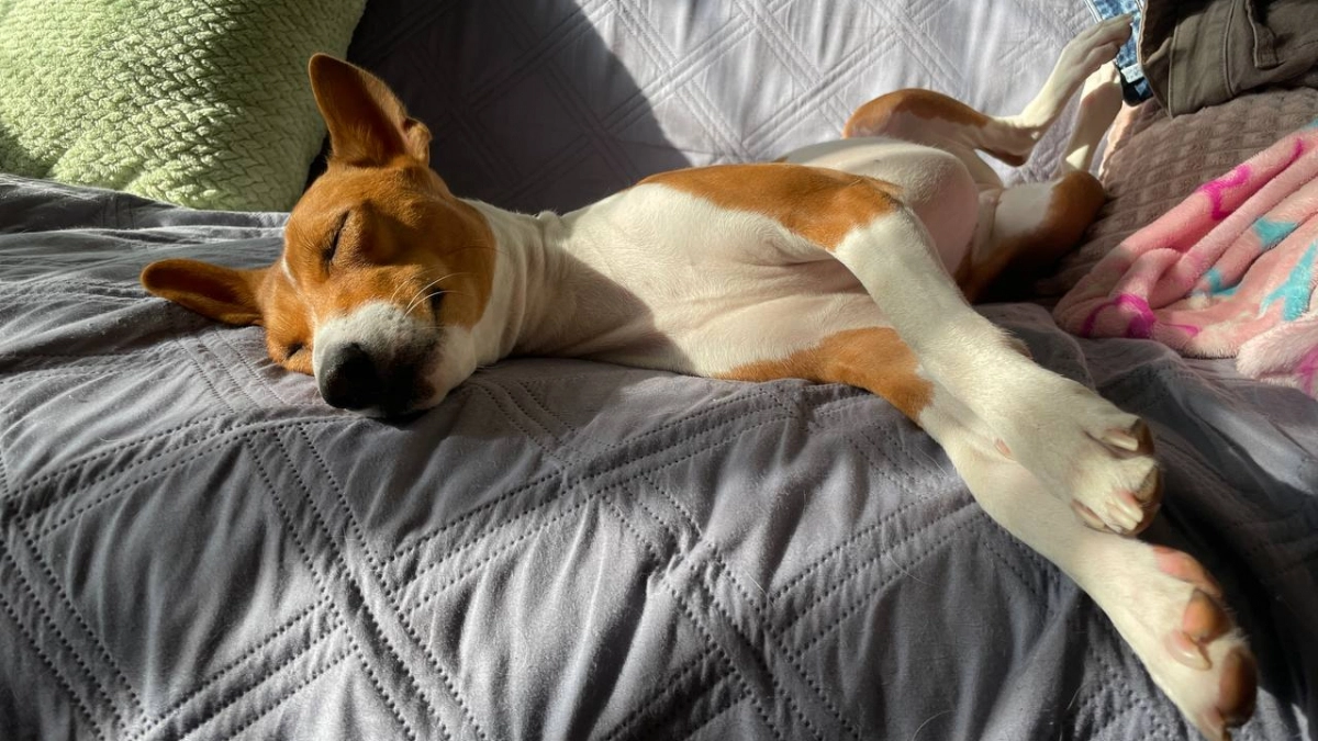 6 пород собак, после которых не хочется заводить никакую другую