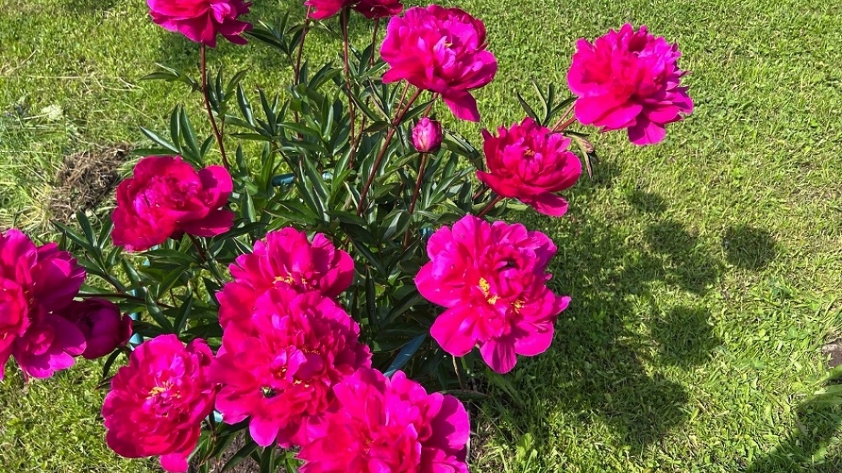 Куст, который не знает старости: цветёт так долго, что становится частью семейной истории - визитная карточка сада