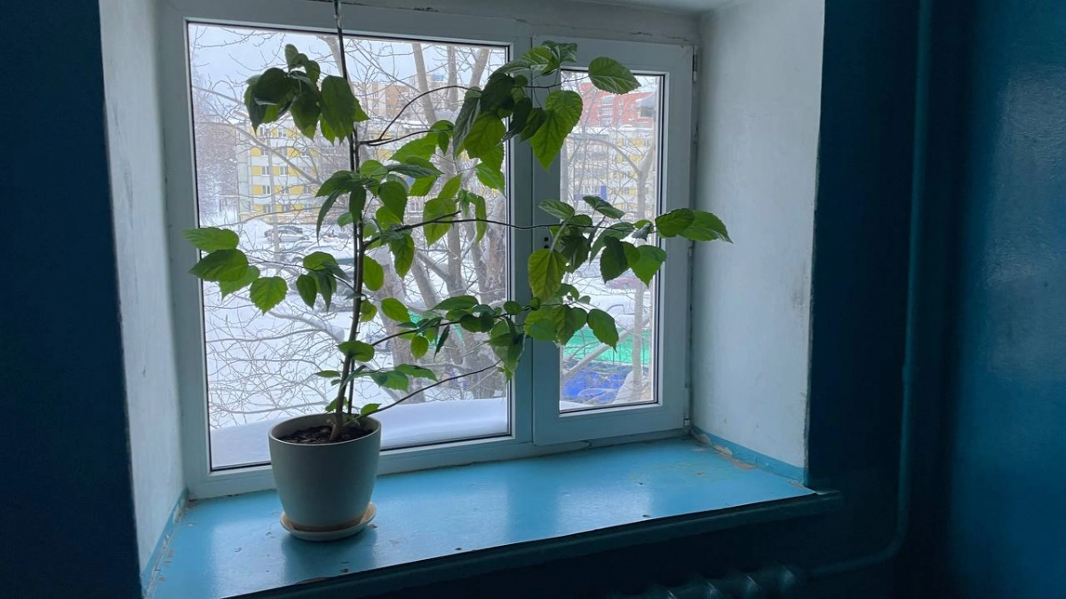 Немедленно уберите этот комнатный цветок из квартиры: притягивает несчастья и беды, вопреки приметам