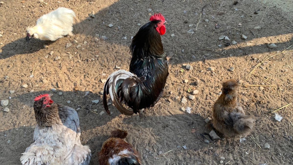 Жители Коми судятся с соседями из-за шума и запаха от петухов