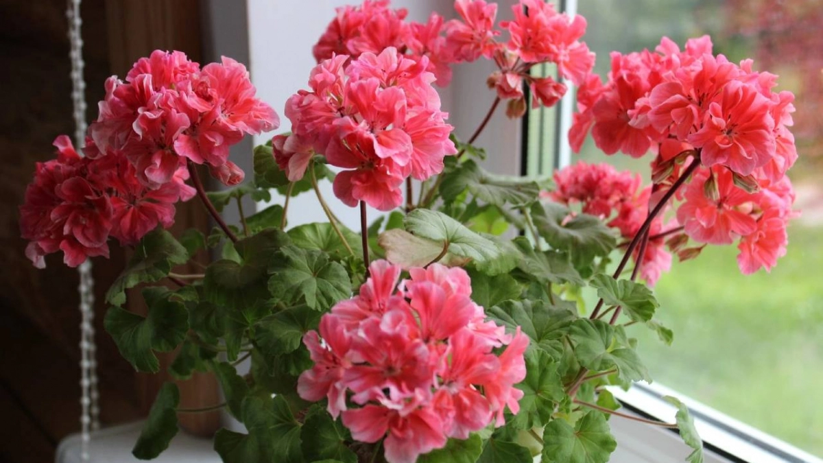 Бабка шепнула на базаре секрет — и даже дохлая герань превратилась в цветочного монстра: цветет без остановки 365 дней в году