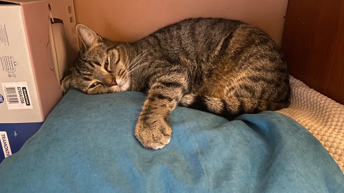 Скучно ли кошке в квартире - и знаете ли вы о «пяти столпах» счастья питомца