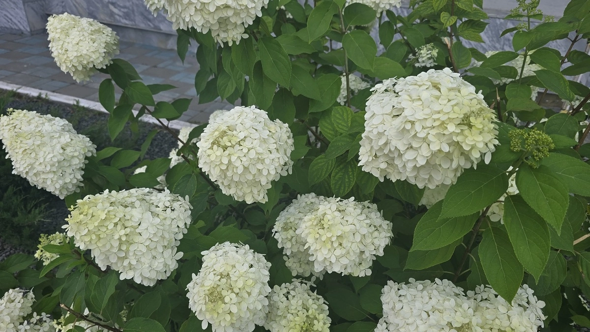 Почки проснулись при +5°C — бегом за лимонкой: первая подкормка гортензий, без которой не будет бурного цвета