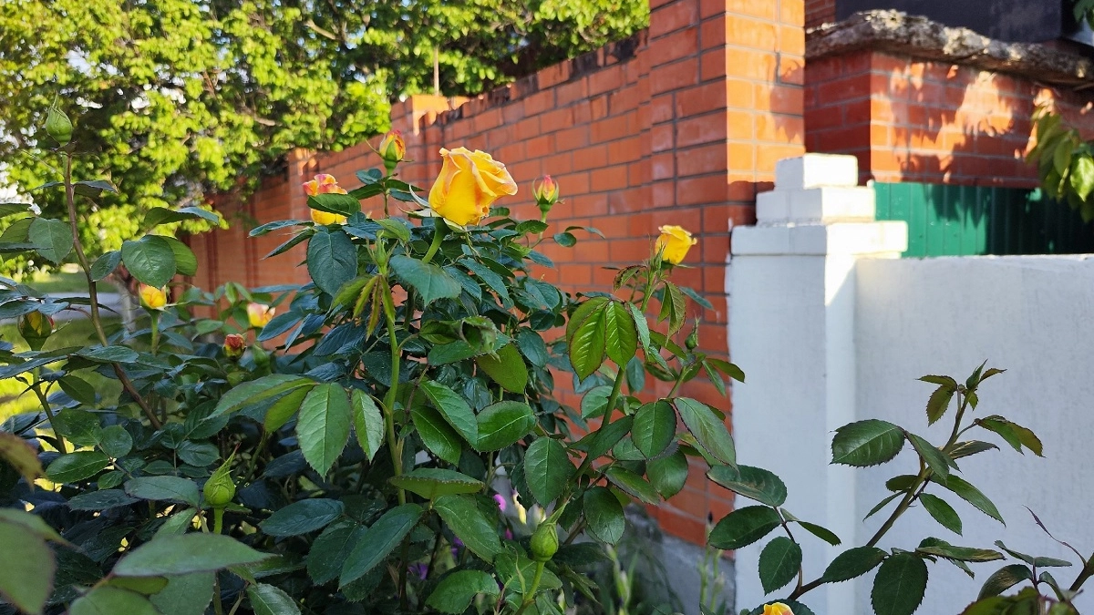 Никакой холодной воды: 4 действия с розами - Букет стоит до 3х недель, вода чистая, без гнили 