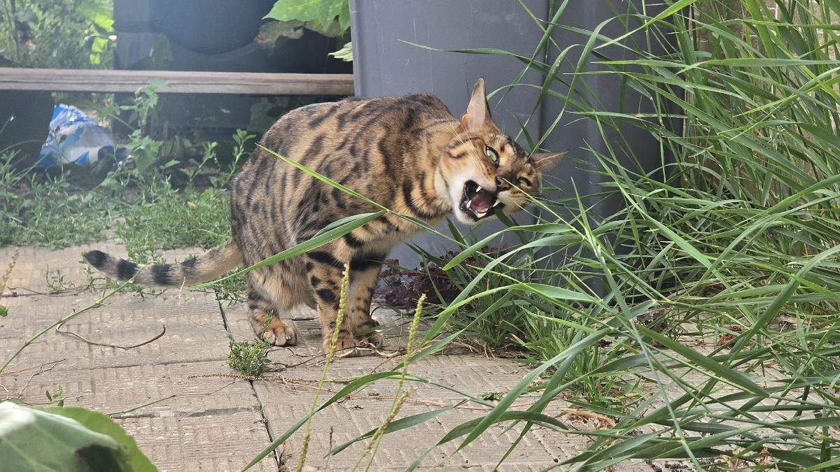 Чем защитить питомца от клещей: рабочие методы - без лишней химии и пустышек