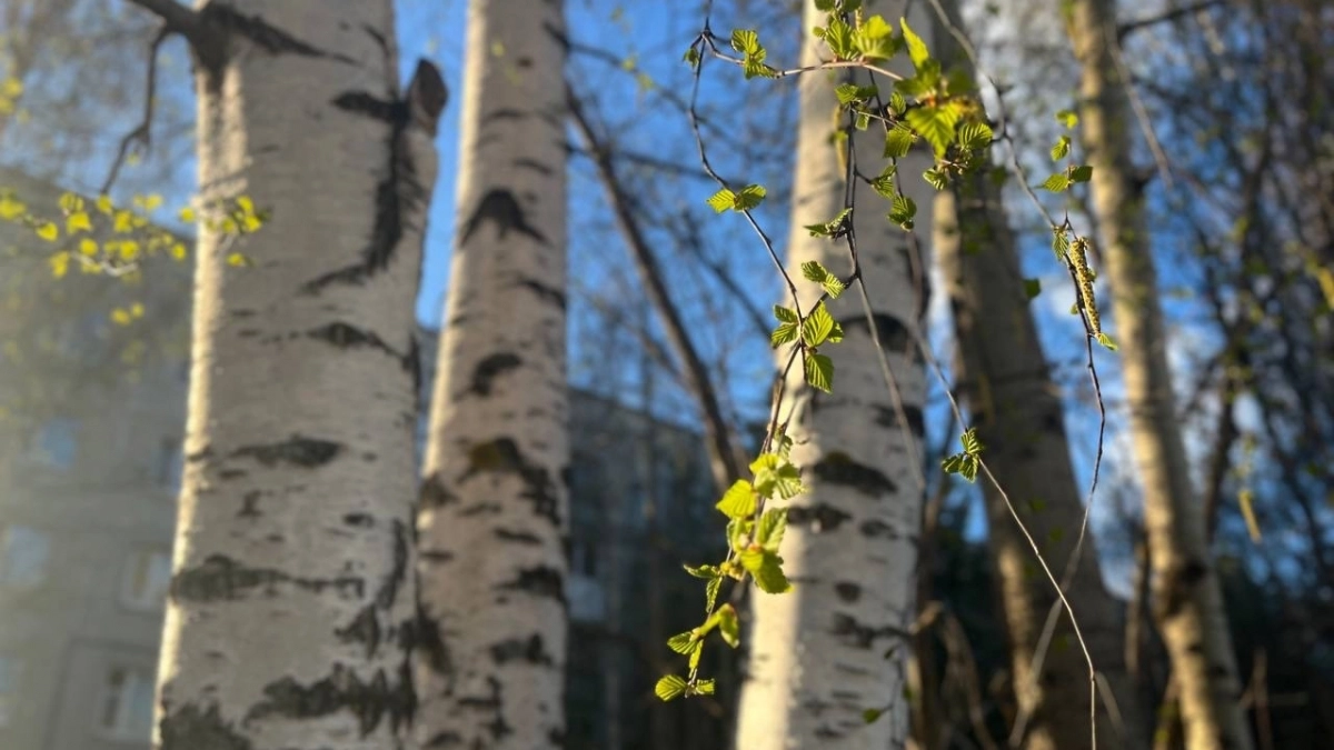 Жителей Коми ждет короткая рабочая неделя и отдых на майские праздники