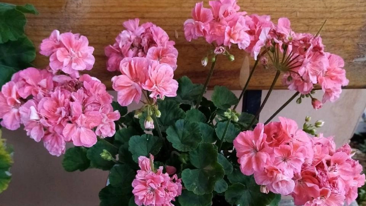 Герань об этом «умоляет», а вы не слышите: 3 обязательные процедуры для пеларгонии после начала цветения