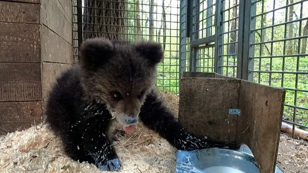 Медведица Кира и четверо подопечных центра спасения возвращаются в леса Коми после успешной зимовки в Тверской области
