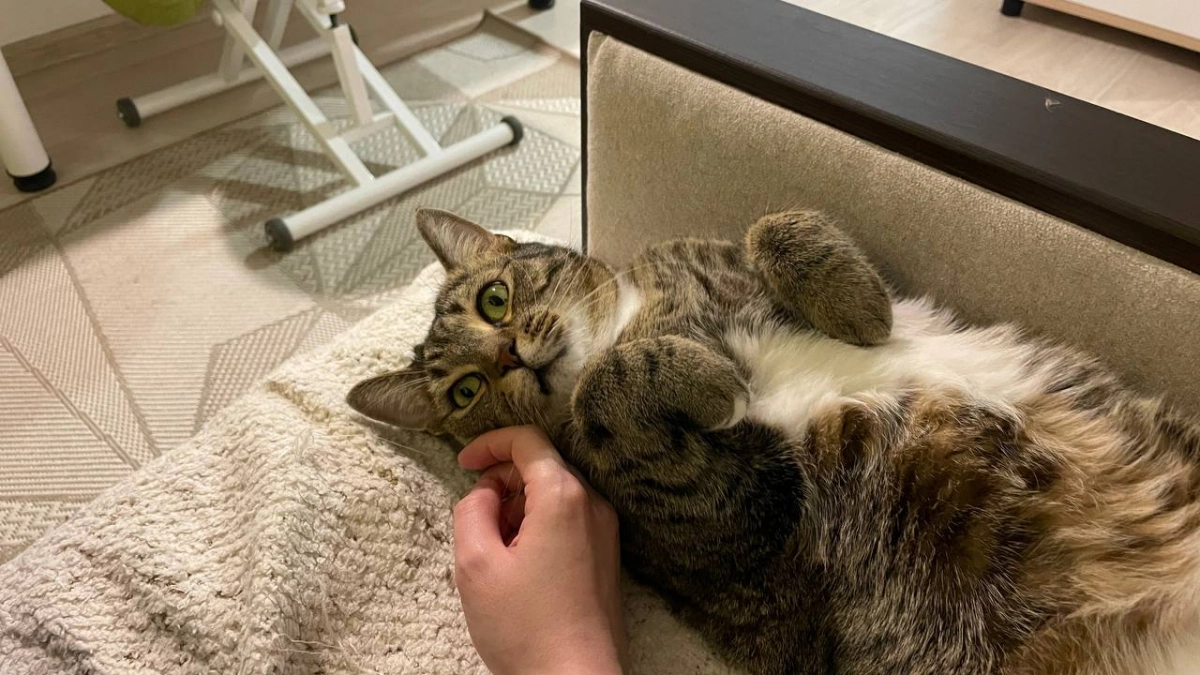 «Не трогай меня»: почему кошка кусается, когда ее гладишь - и что она пытается этим сказать