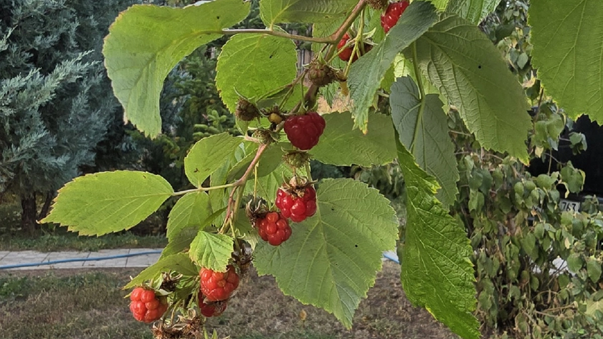 Малина после зимы: что обрезать, чем подкормить и как подвязать - пошаговая инструкция