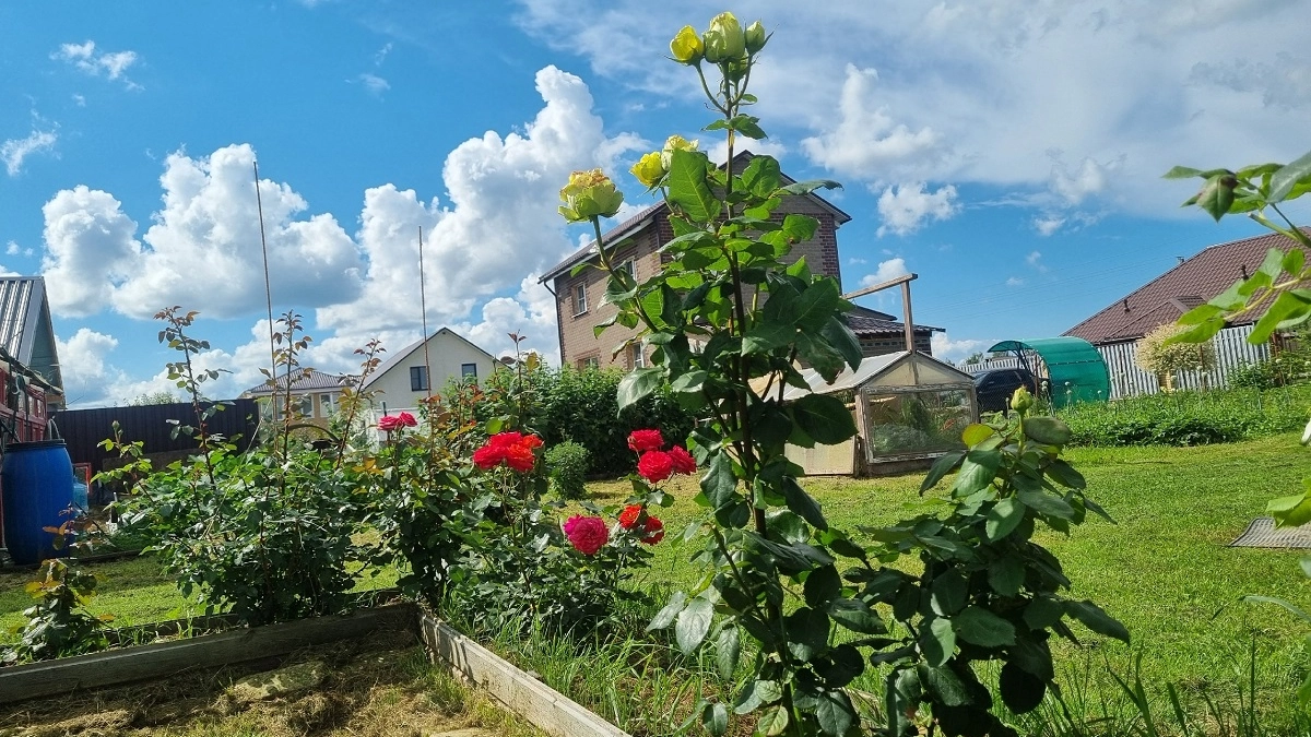 Сад, в котором хочется остаться: как собрать розовый цветник – от первых бутонов до осени